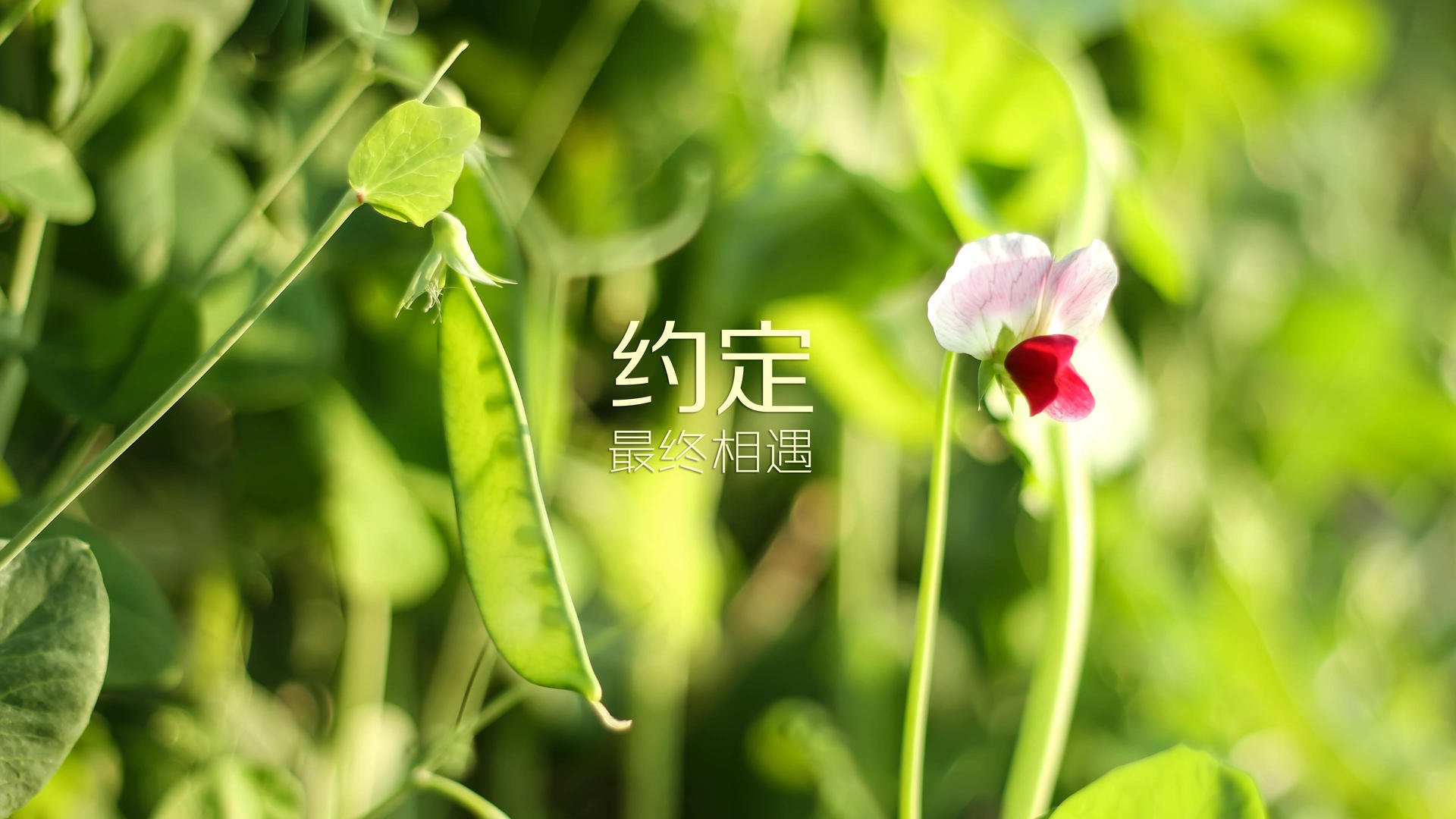 Jiu You-逆境中勇敢前行：那些永不言败的足球强者，足球逆转名言
