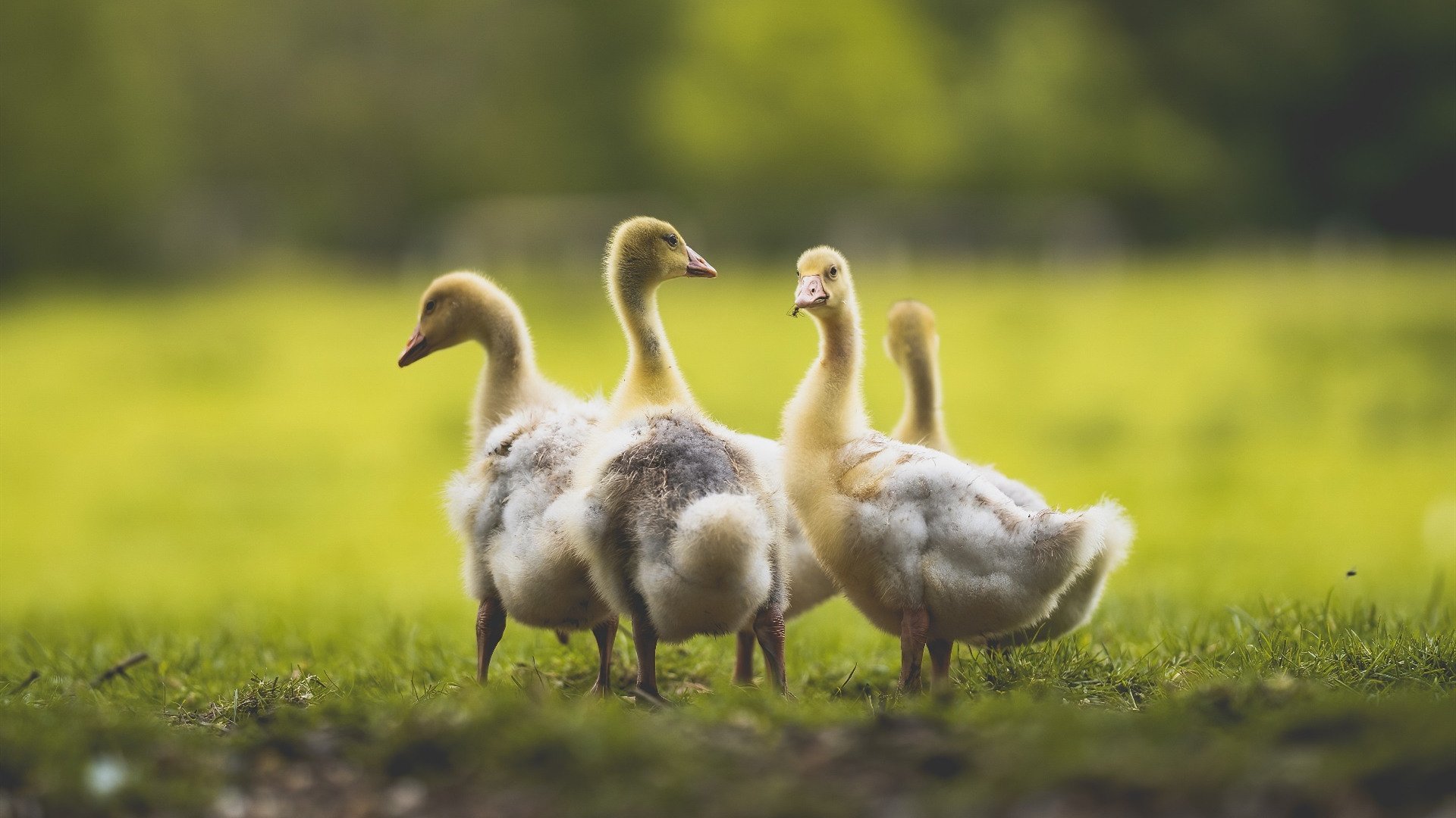 九游-西甲球队结合情绪监测调整高强度比赛轮换，西甲 球队