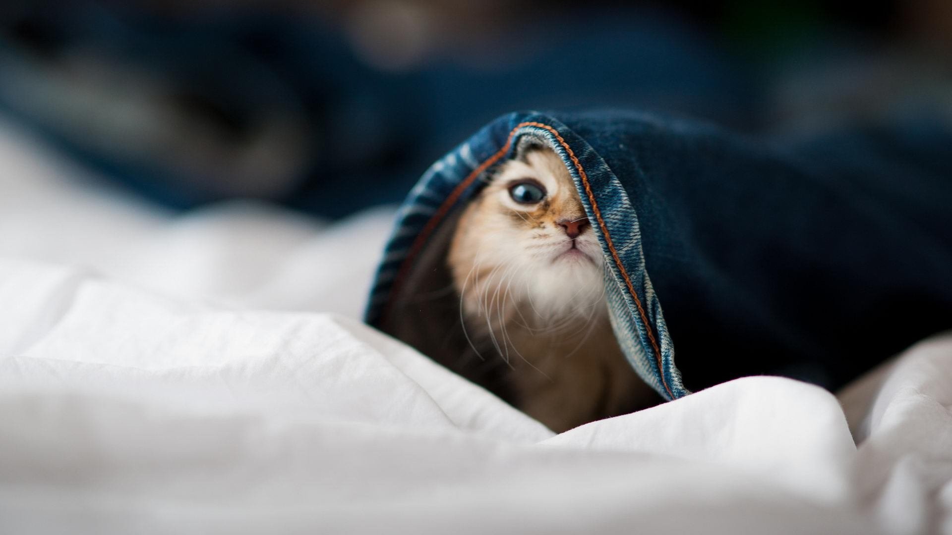 中国三人篮球女队奋力拼搏赛场表现优异,中国三人篮球女篮有谁