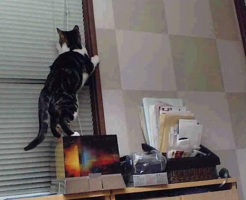 中超联赛中国队夺冠 球迷为球队欢呼雀跃，中超争冠球队