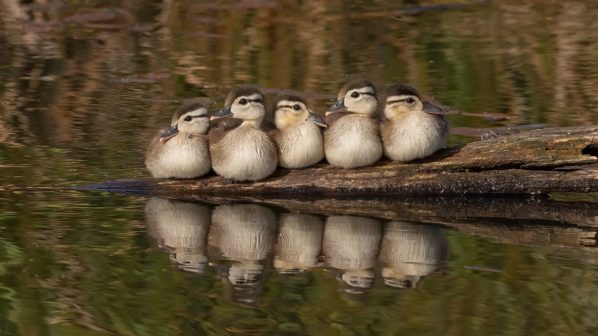 波兰队未来展望：如何借助技术创新突破乒乓传统打法局限，波兰乒乓球联赛