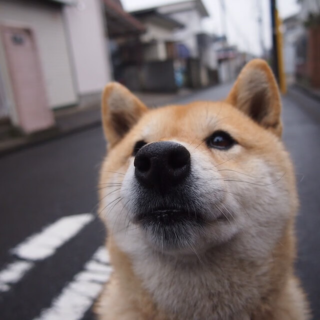 新西兰橄榄球的未来蓝图：从基层到国际舞台，新西兰橄榄球比赛视频