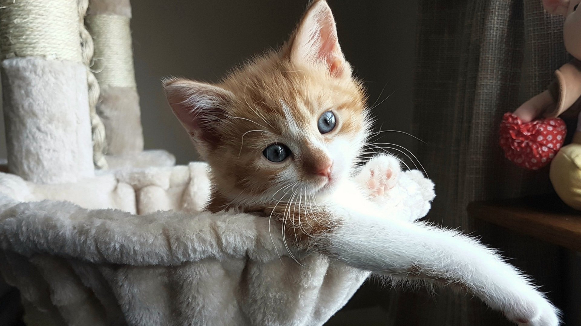 爱尔兰青少年橄榄球比赛观众席满座，爱尔兰式橄榄球