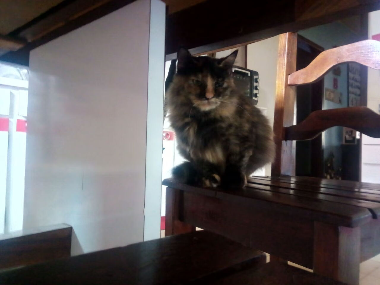 爱尔兰青少年橄榄球比赛观众席满座，爱尔兰式橄榄球